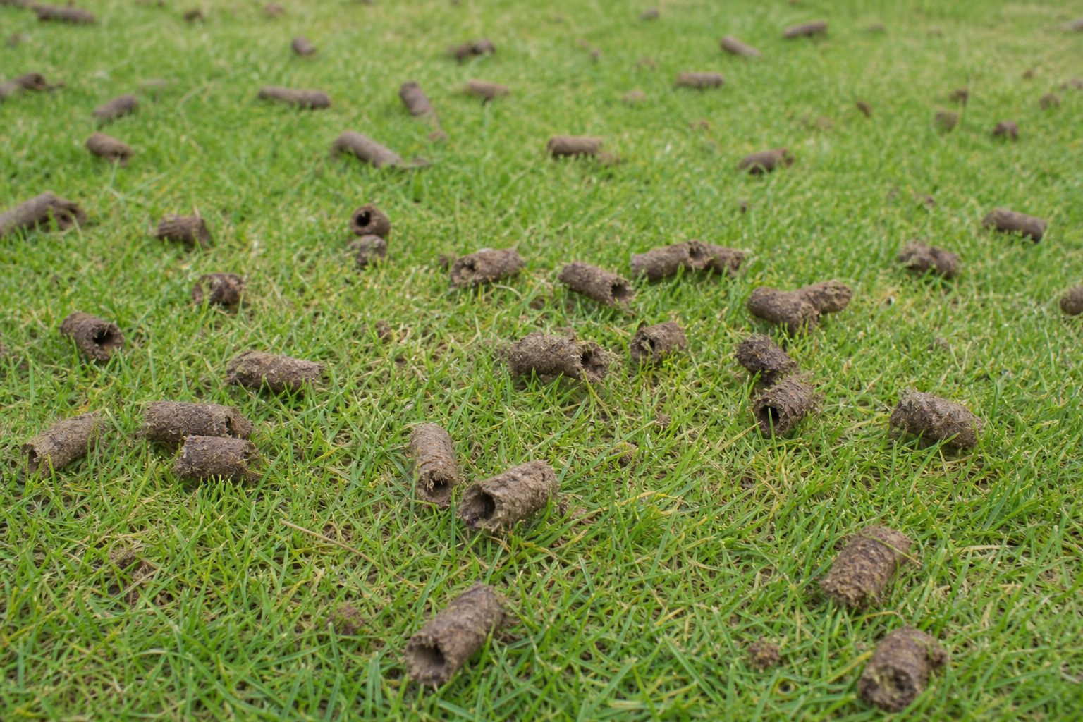 Hollow-tine aeration cores lying on a green lawn surface
